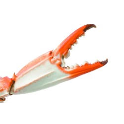 6 unidades de IBILI 781500 TENAZA DE MARISCO