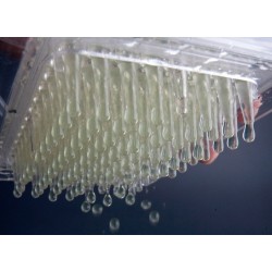 Caviar Box dispensador esferificación profesional | Cocina molecular